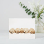 Carte Postale Les chiots de l'golden retriever (Debout devant)