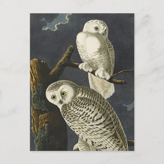 Carte Postale Les Chouettes neigeuses d'Audubon (Devant)