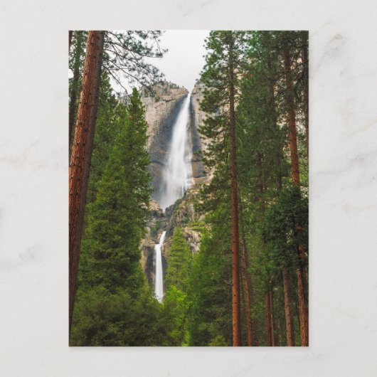 Carte Postale Les chutes de Yosemite à travers la forêt (Devant)