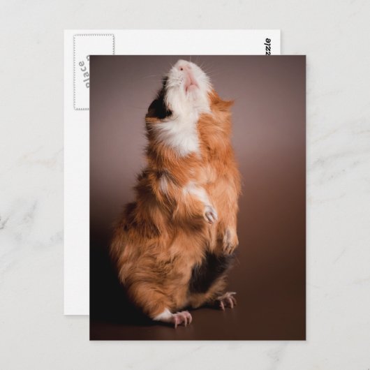 Carte Postale les cobayes préparés, (Devant / Derrière)