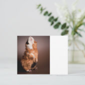 Carte Postale les cobayes préparés, (Debout devant)