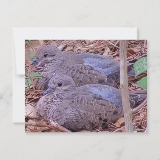 Carte Postale Les colombes en deuil