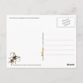 Carte Postale Les coloriés (Dos)