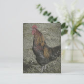 Carte Postale Les Corneilles De Coq (Debout devant)