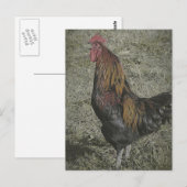 Carte Postale Les Corneilles De Coq (Devant / Derrière)