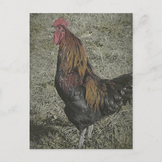 Carte Postale Les Corneilles De Coq (Devant)