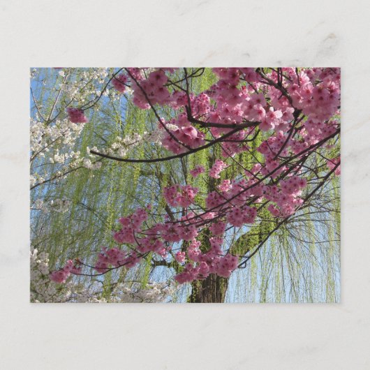 Carte Postale Les couleurs du printemps : Tokyo (Devant)