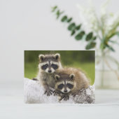 Carte Postale Les couples de raton laveur (Debout devant)