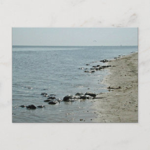 Carte Postale Les crabes en fer à cheval le long de la plage
