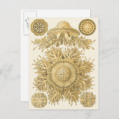 Carte Postale Les créatures de la mer d'or (Devant / Derrière)