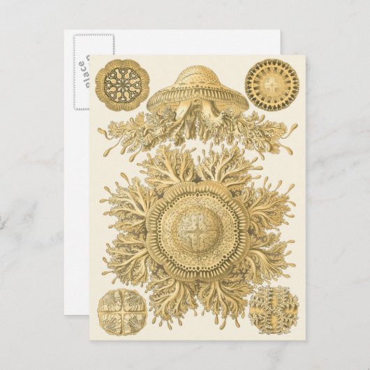 Carte Postale Les créatures de la mer d'or (Devant / Derrière)