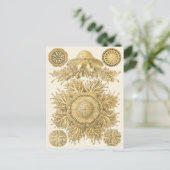 Carte Postale Les créatures de la mer d'or (Debout devant)