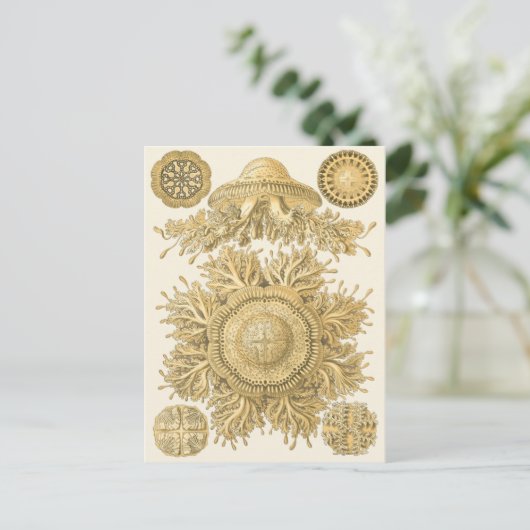 Carte Postale Les créatures de la mer d'or (Debout devant)