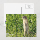 Carte Postale Les créatures de Little Prairie (Devant / Derrière)