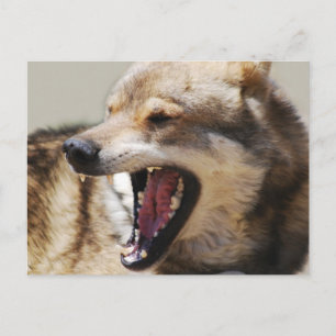 Carte Postale Les crocs de loup