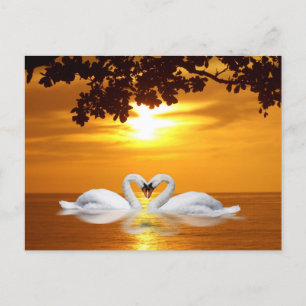 Carte Postale Les cygnes qui aiment