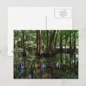 Carte Postale Les Cypress Trees 2 (Devant / Derrière)