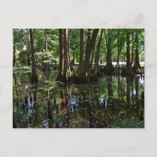 Carte Postale Les Cypress Trees 2