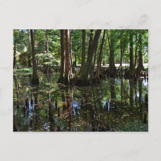 Carte Postale Les Cypress Trees 2 (Devant)