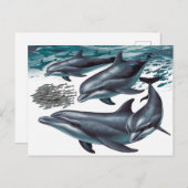 Carte Postale Les dauphins (Devant / Derrière)
