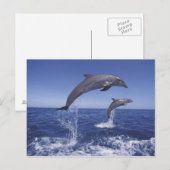 Carte Postale Les dauphins des Caraïbes (Devant / Derrière)