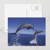Carte Postale Les dauphins des Caraïbes (Devant / Derrière)