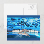 Carte Postale Les dauphins en mouvement (Devant / Derrière)