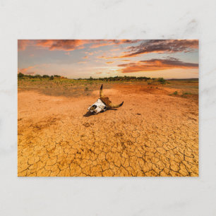 Carte Postale Les déserts   Le désert au crâne de vache