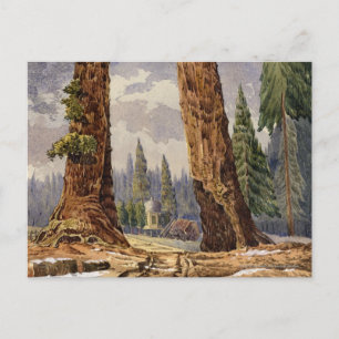 Carte Postale Les Deux Sentinelles, à la Grove des Grands Arbres