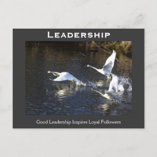 Carte Postale Les dons de motivation des cygnes trompettes