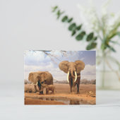 Carte Postale Les éléphants dans le désert