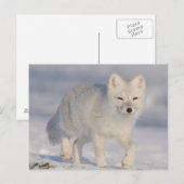 Carte Postale Les Etats-Unis, Alaska, plaine 1002 côtière de (Devant / Derrière)