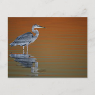 Carte Postale Les Etats-Unis, la Floride, St Petersburg, Fort De