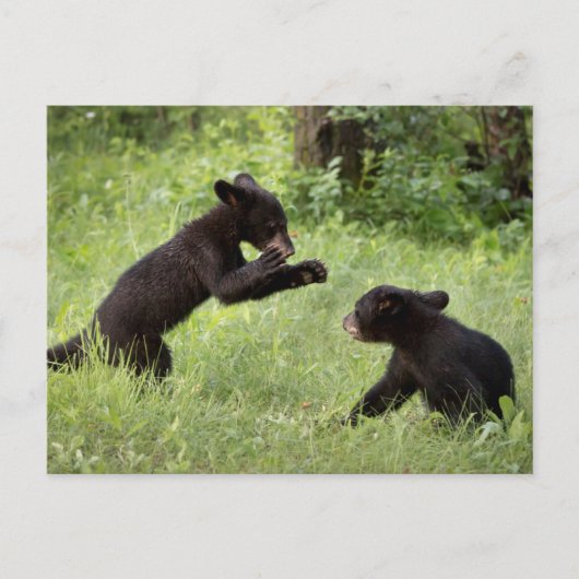 Carte Postale Les Etats-Unis, Minnesota, grès, faune 22 du (Devant)