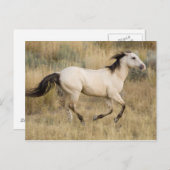 Carte Postale Les Etats-Unis, Orégon, Sénèque, ranch de (Devant / Derrière)