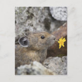 Carte Postale Les Etats-Unis, Washington, nord cascadent le parc (Devant)