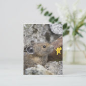 Carte Postale Les Etats-Unis, Washington, nord cascadent le parc (Debout devant)