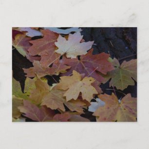 Carte Postale Les feuilles d'automne tout autour
