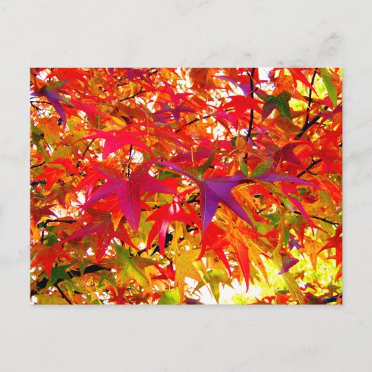 Carte Postale Les Feuilles de l'automne (Devant)