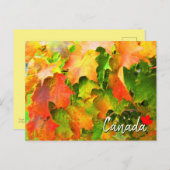 Carte Postale Les Feuilles de l'érable à sucre changent de coule (Devant / Derrière)