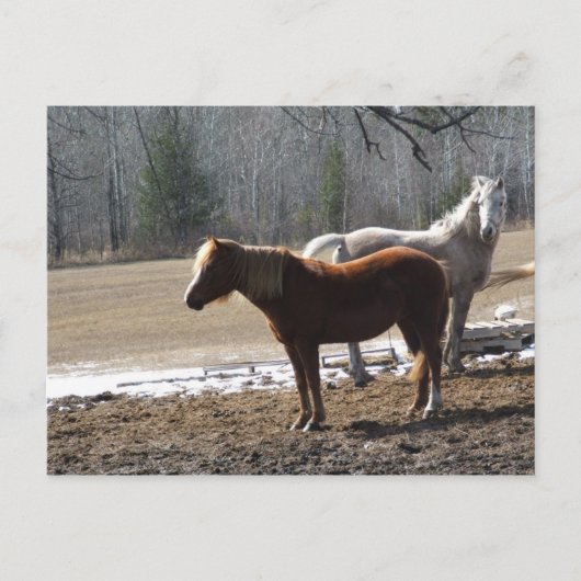 Carte Postale les filles (Devant)