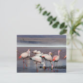 Carte Postale Les Flamants roses de James (Debout devant)