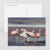 Carte Postale Les Flamants roses de James (Devant / Derrière)