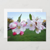 Carte Postale Les fleurs d'Apple (Devant / Derrière)