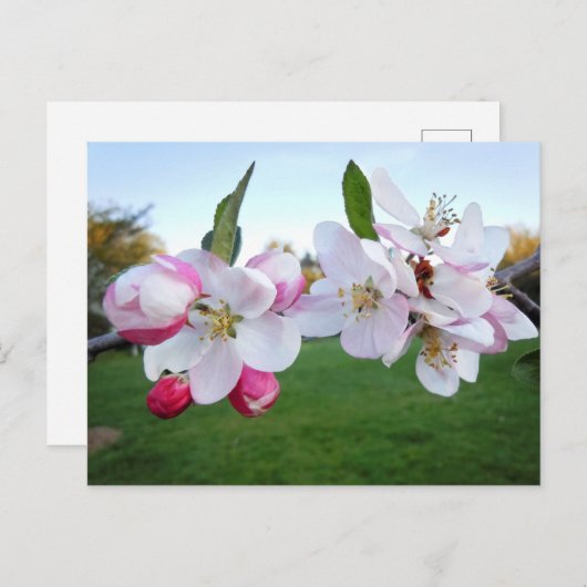 Carte Postale Les fleurs d'Apple (Devant / Derrière)