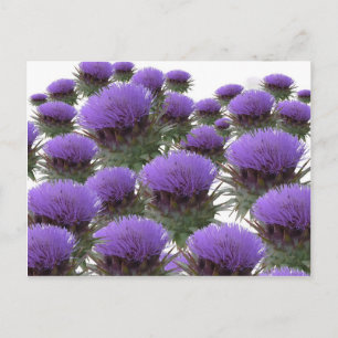 Carte Postale Les fleurs d'artichaut