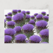 Carte Postale Les fleurs d'artichaut (Devant)