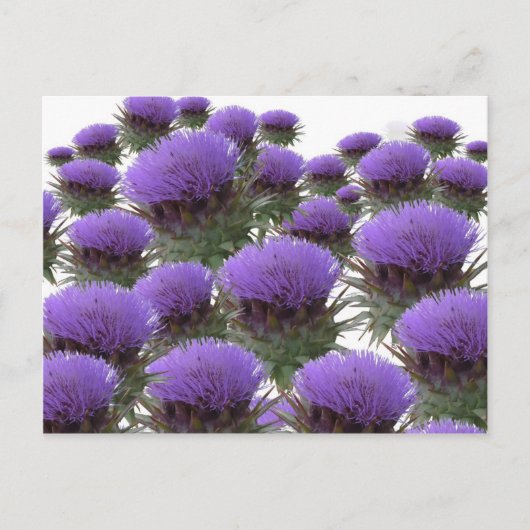 Carte Postale Les fleurs d'artichaut (Devant)
