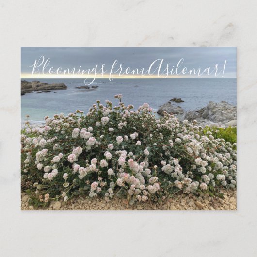 Carte Postale Les fleurs d'Asilomar : sarrasin de Sea Cliff (Devant)