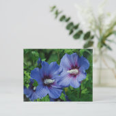 Carte Postale Les Fleurs de Blue Hibiscus (Debout devant)